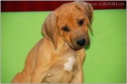 Rhodesian Ridgeback / Rhod�sk�