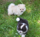 trpasli�� �pic pomeranian