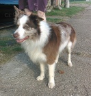 Border kolie bez PP - kryt�