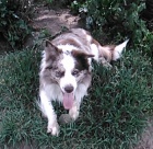 Border kolie bez PP - kryt�