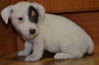 �t���tka jack russell terier