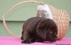 Labrador retriver �okol�dov� s PP (pejsci)