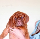 �t�n� Bordeauxsk� Doga posledn� fene�ka s PP