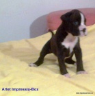 BOXER ��HAN� sPP,fenky,pejsek