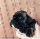 BOXER ��HAN� sPP,fenky,pejsek