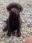 Labradorsk� retriever s PP