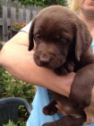 Labradorsk� retriever s PP