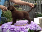 Labradorsk� retriever s PP