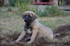 Kangal (registrovan� anatolsk� pasteveck� pes)