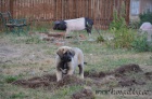Kangal (registrovan� anatolsk� pasteveck� pes)
