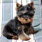 �t��ata jork��rsk�ho teri�ra