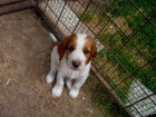 Welsh Springer Spaniel - �t��ata