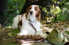 Welsh Springer Spaniel - �t��ata