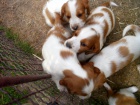 Welsh Springer Spaniel - �t��ata