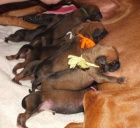 CHS Rhod�sk�ch Ridgeback� zad� �t��ata