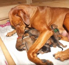 CHS Rhod�sk�ch Ridgeback� zad� �t��ata