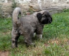 Kavkazsk� pasteveck� pes