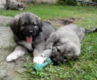 Kavkazsk� pasteveck� pes
