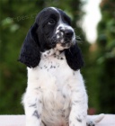 Anglick� �pringr�pan�l - �t���tka s PP