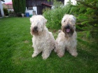 �t��ata - Irish Soft Coated Wheaten Terrier