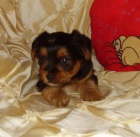 Jork��rsk� teri�r s PP