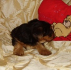 Jork��rsk� teri�r s PP