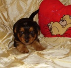 Jork��rsk� teri�r s PP