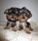 jork��r, yorkshire teri�r