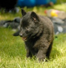 Belgick� ov��k - Groenendael, z pracovn� nad�jn�ho spojen�