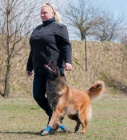 Belgick� ov��k - Tervueren, z pracovn� nad�jn�ho spojen�