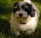 Havansk� ps�k - �ernob�l� pejsek s PP