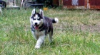 Sibi�sk� husky �t��ata.