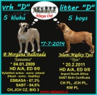 Boerboel - �t��ata