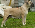 Boerboel - �t��ata