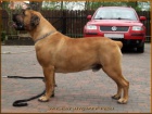 Boerboel - �t��ata