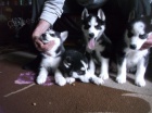 Sibirsk� husky �tenata.