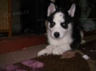 Sibirsk� husky �tenata.