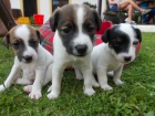 �t��ata Jack russell teri�r