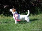 Jack Russell terier �t���tka s PP