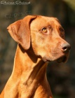 Rhod�sk� ridgeback - �t��ata s PP k p�edrezervaci
