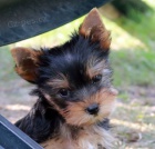 �t��ata jork��rsk�ho teri�ra