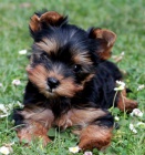 �t��ata jork��rsk�ho teri�ra