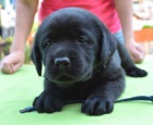Labrador retriever - �t���tka