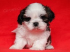 Shih-tzu, �i-tzu �t���tka s PP