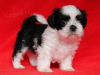 Shih-tzu, �i-tzu �t���tka s PP