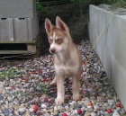 Sibi�sk� husky bez PP