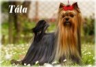 Jork��rsk� teri�r s PP (yorkshire terrier) � voln� fene�ka.