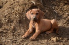 Rhod�sk� ridgeback - �t��ata s PP