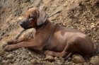 Rhod�sk� ridgeback - �t��ata s PP