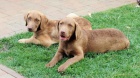 Chesapeake Bay Retriever K ODB�RU!
